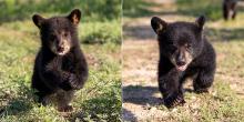 Baylor's new live bears, Judge Belle (left) and Judge Indy (right)