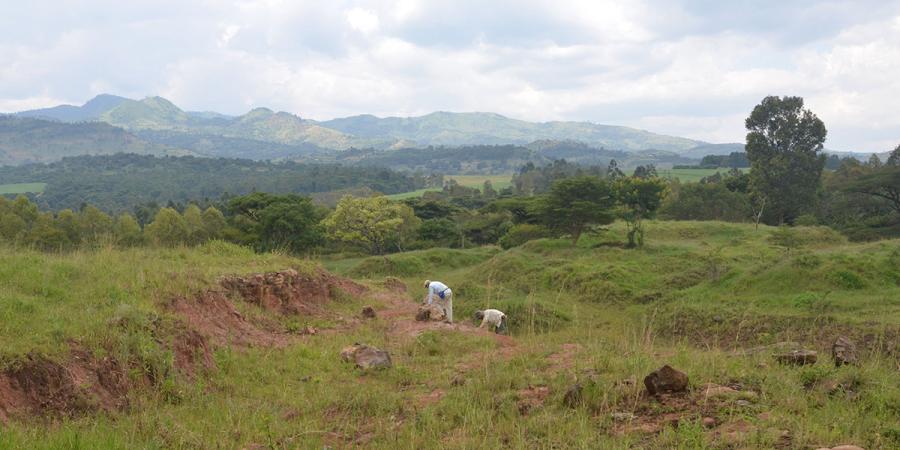 Researchers collect samples in western Kenya