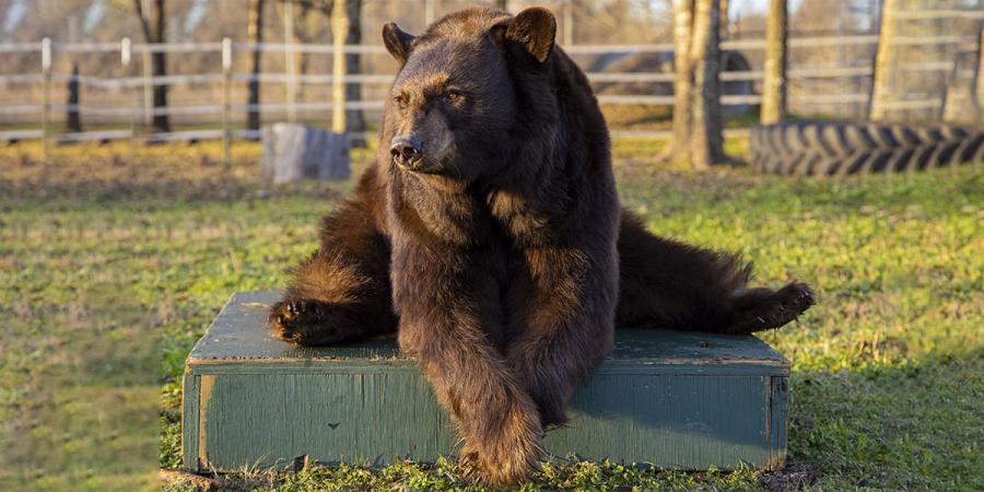 Lady at her enrichment site