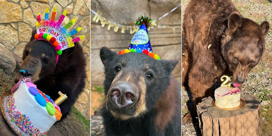 Belle, Indy and Lady celebrate their birthdays